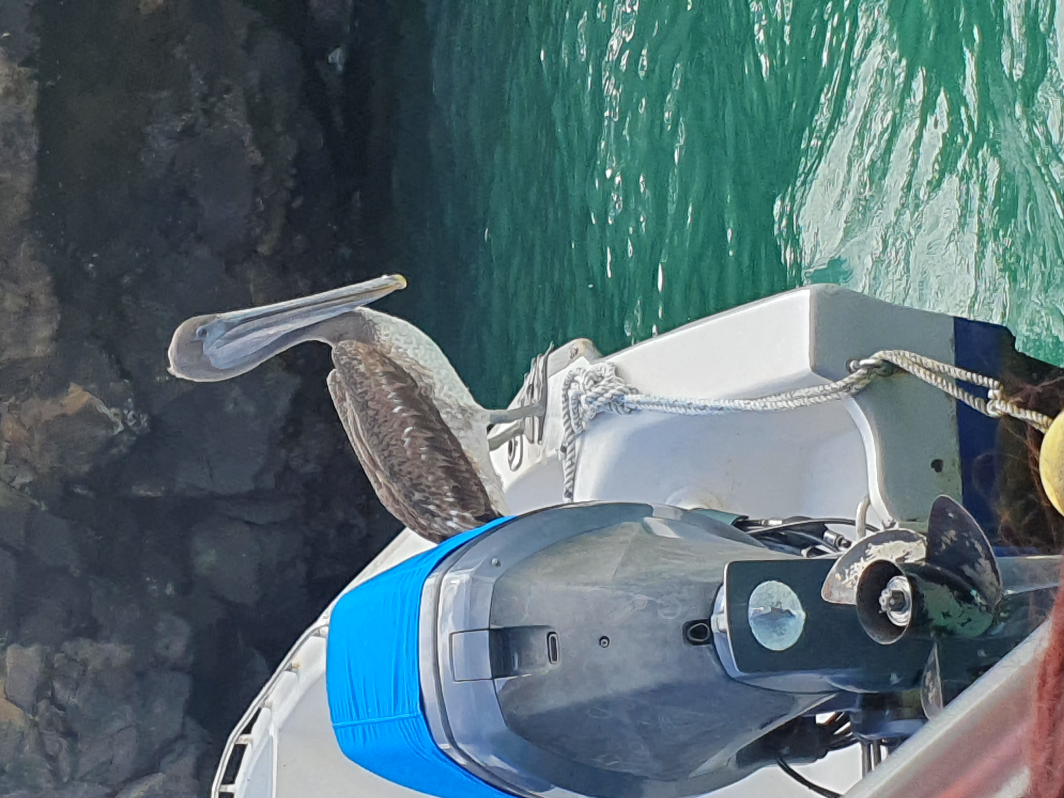 Brown Pelican (2)